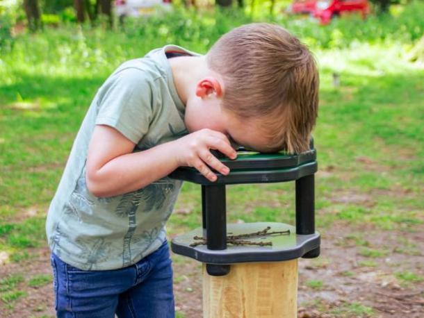 loupe en robinier - 1/12 ans